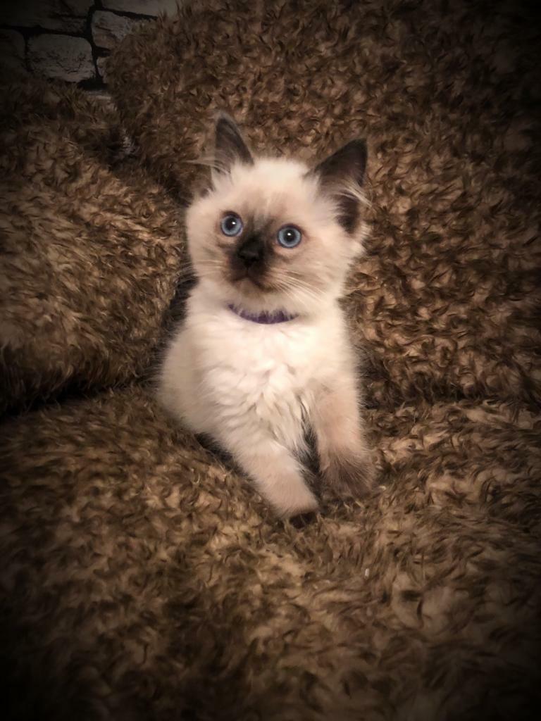 gumtree ragdoll